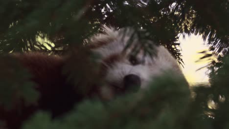 red panda sleep on a forest tree