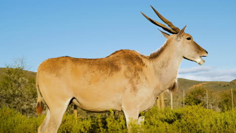 Primer-Plano-De-Perfil-De-Toro-Eland-Con-Grandes-Cuernos-Masticando-Contra-El-Cielo-Azul