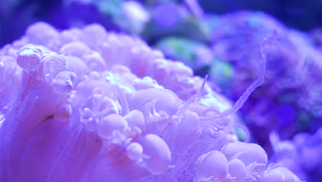 macro of a sea anemone moving its tentacles at the bottom of the sea