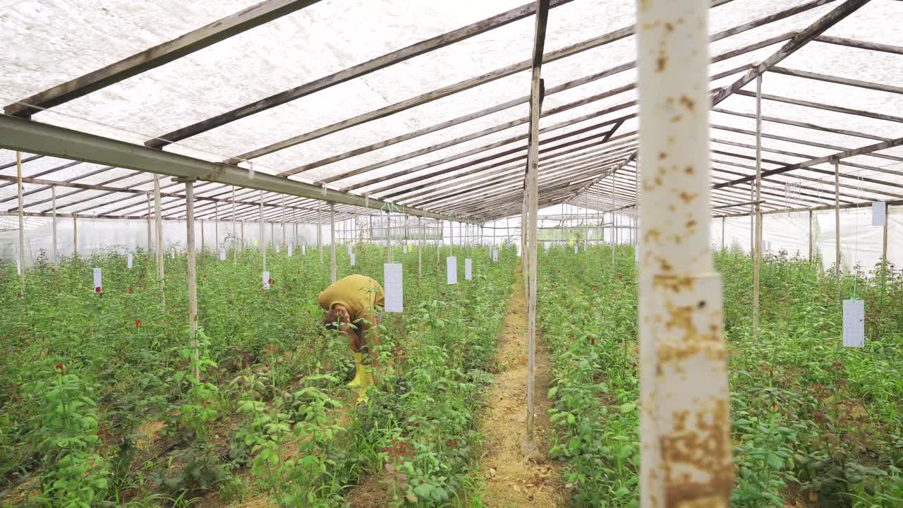 장미 씨 ⁇ 의 성장과 성장.