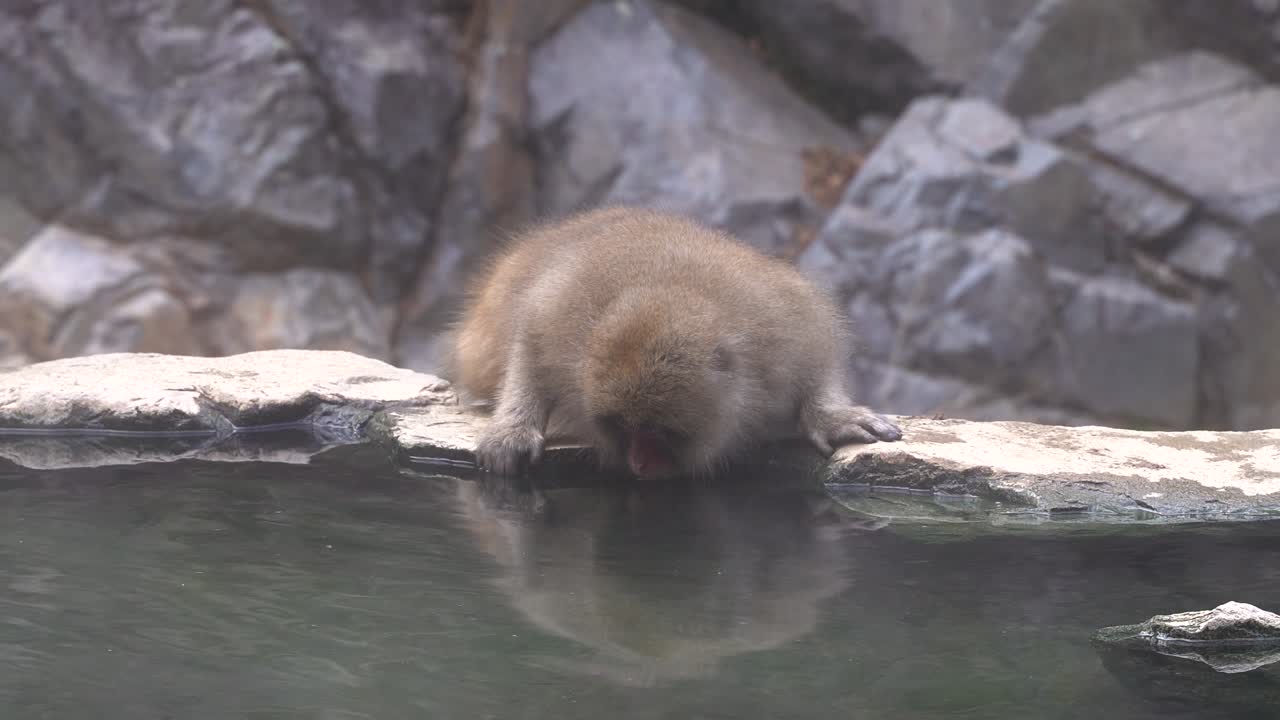 нагано, япония - японская макака пьет одна из тазика с водой - средний снимок