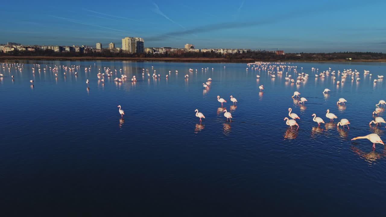 Flamingos stand in water at sunset near a city skyline