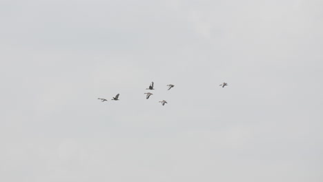 imágenes de un grupo de pájaros volando por el cielo gris
