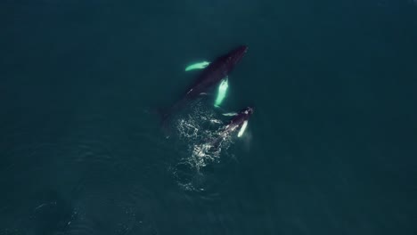 costa rica mother and baby whale watching drone aerial