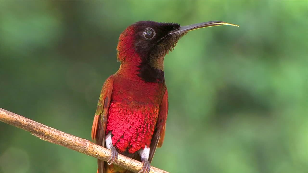 un primerísimo plano de un colibrí gorjal de topacio carmesí mirando alrededor en una rama en la selva tropical