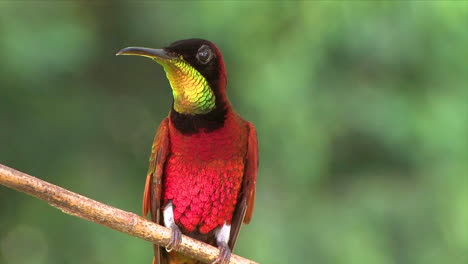 extreme close up of a crimson topaz gorget hummingbird looking around on a branch in the rainforest