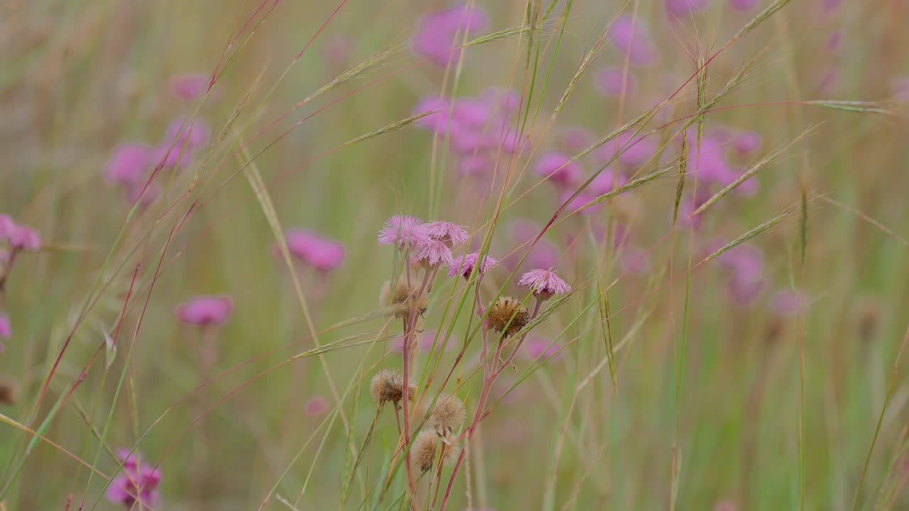에 있는 분홍색 꽃