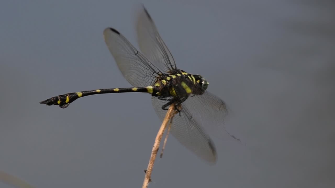 la libélula de cola de brida común se ve comúnmente en tailandia y asia