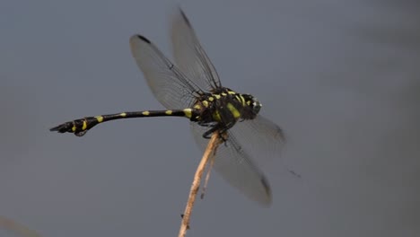 The-Common-Flangetail-dragonfly-is-commonly-seen-in-Thailand-and-Asia