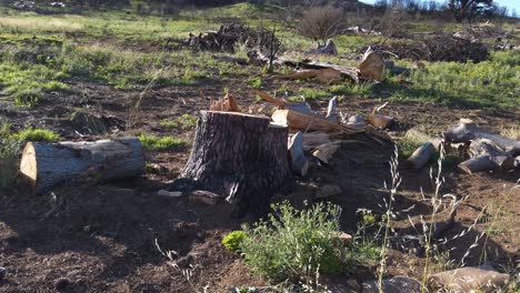 Cut-Trees-At-The-Table-Mountain-In-Cape-Town,-South-Africa