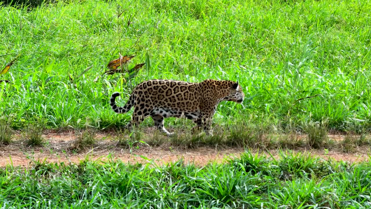 Onça-pintada caminhando no Pantanal.