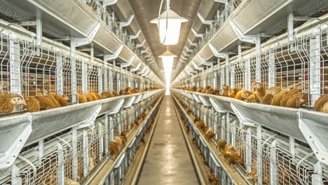 pollo de puesta de huevos en jaula de capas alimentándose en la granja avícola
