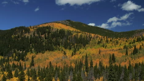 fall colors in colorado cinematic aerial drone aspen trees yellow gold orange green turning of seasons autumn bluebird sunny afternoon stunning peaceful mountain landscape jefferson fairplay upward