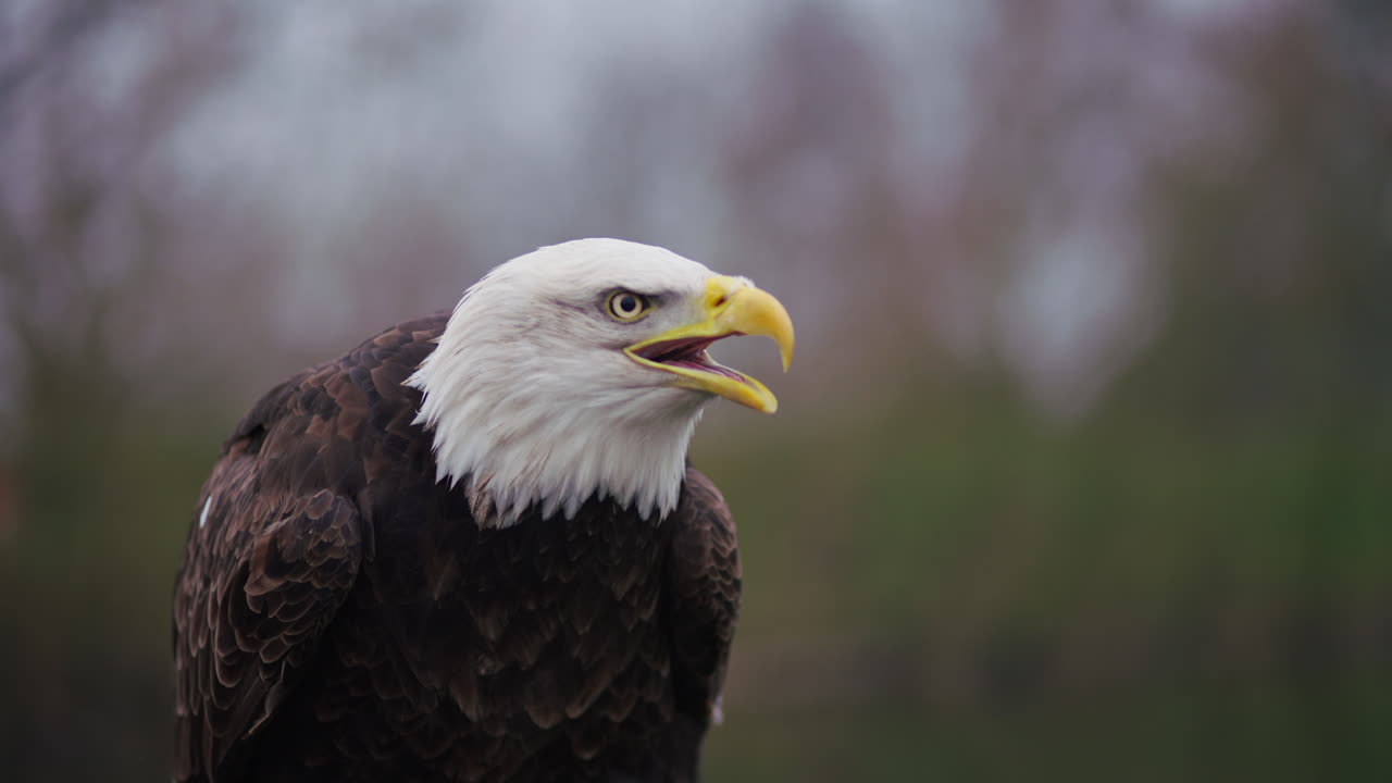 el retrato del águila calva