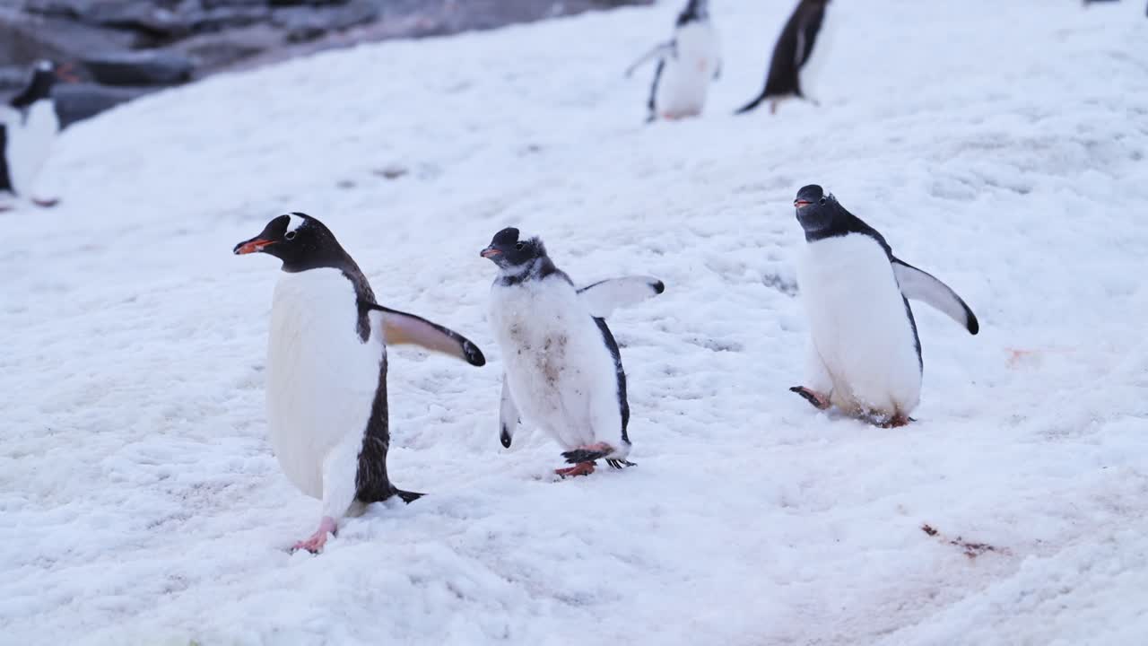 pingüinos corriendo, animales bebés divertidos con cámara lenta de gentoo pollito de pingüino persiguiendo a su madre en una carretera de pingüinos en una colonia en la antártida, península antártica vida silvestre en la nieve