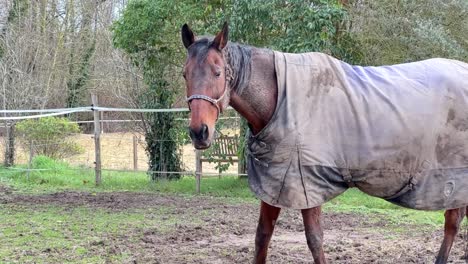 Braunes-Pferd-Beim-Heufressen-Auf-Der-Koppel-Erwischt