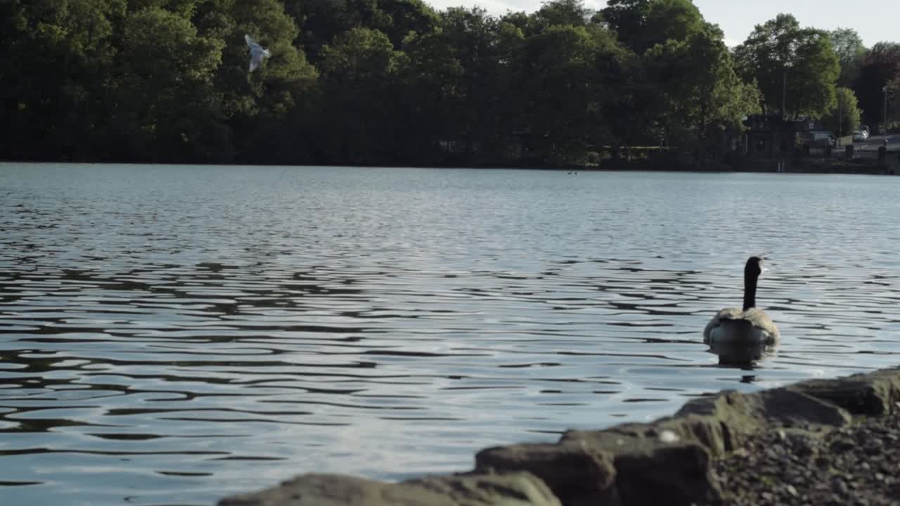 Canadian goose floating on lake surrounded by forest low wide shot