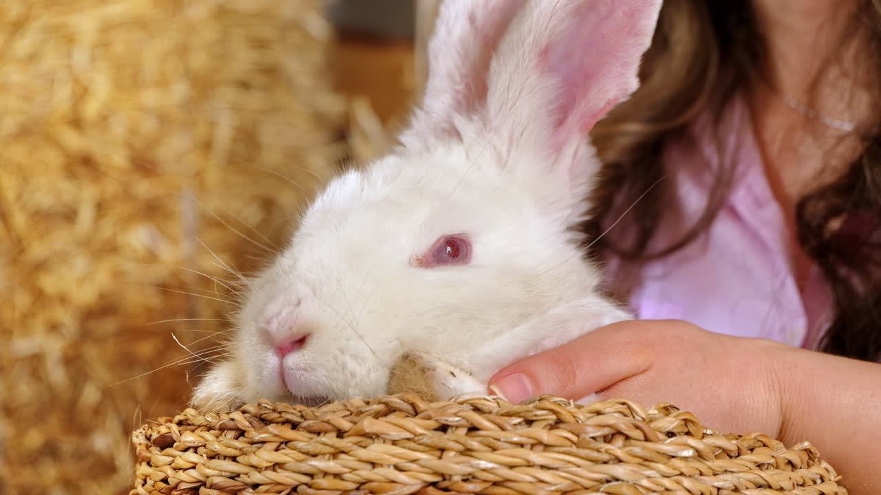Woman petting a white bunny in the barn near square hay bales, in daylight