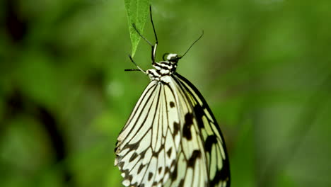 beautiful majestic tropical yellow butterfly hanging on a green leaf