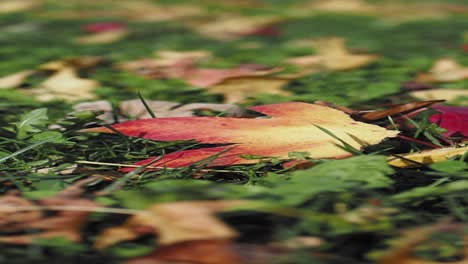 a colorful autumn leaf lies on the ground among other leaves and grass