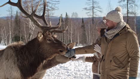 hand feeding a wild deer