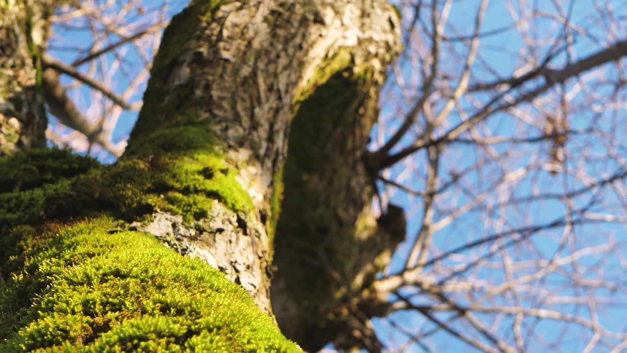 邸宅の領土にある古いリンデンパーク、葉が落ちました