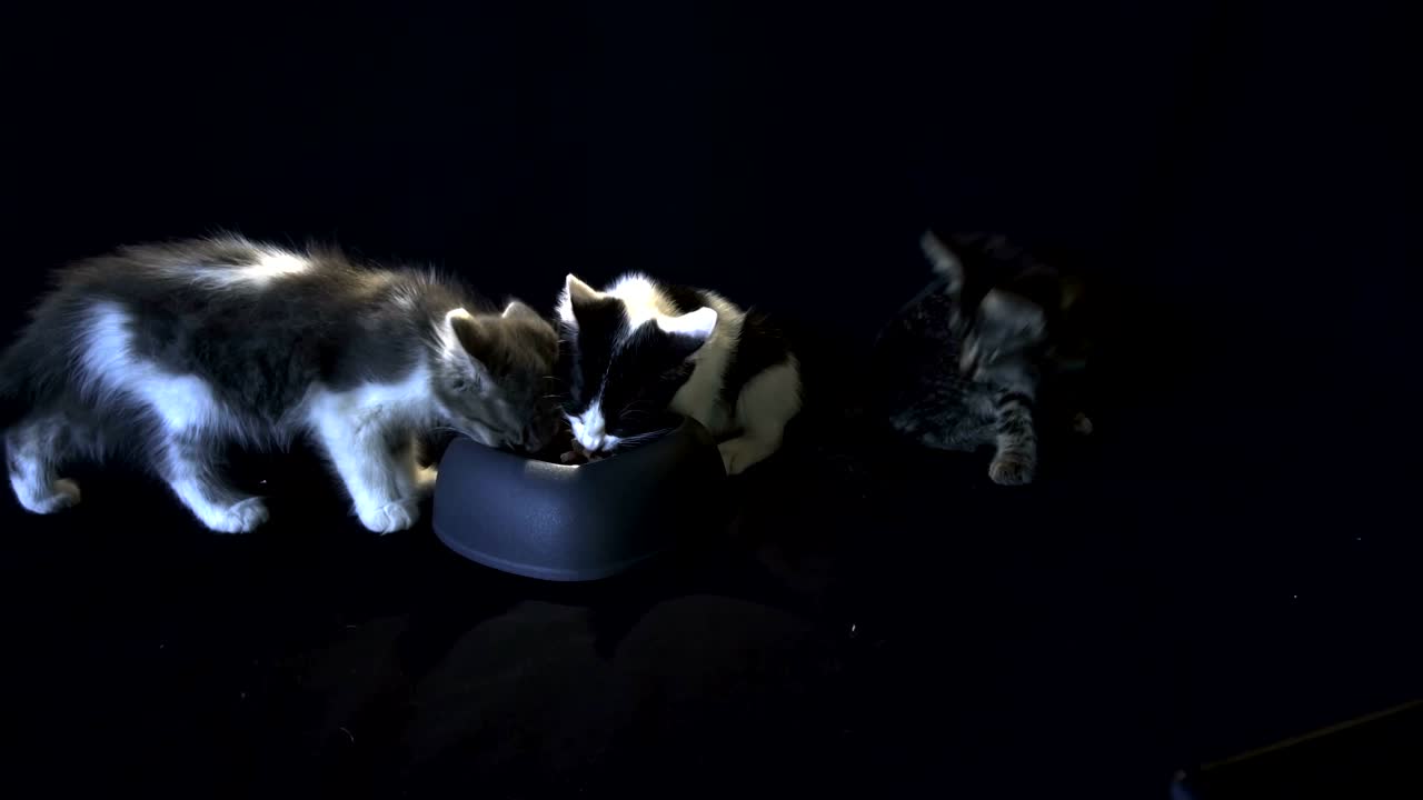 새끼 고양이가 먹는다