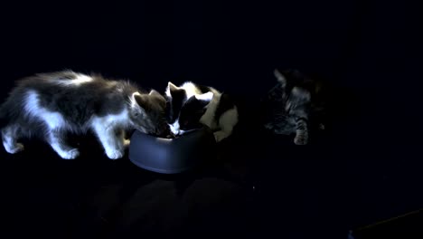 kittens eating