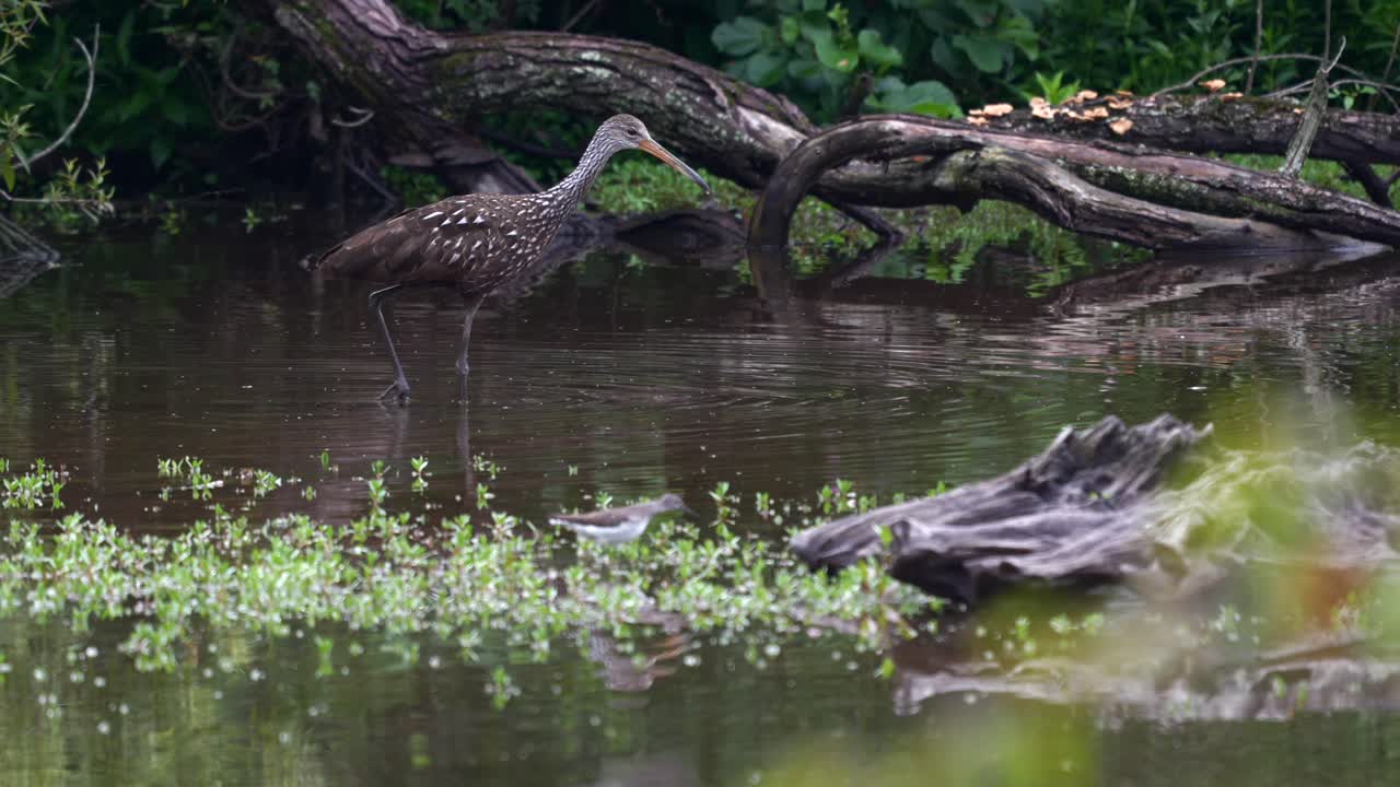 un limpkin o aramus guarauna vadeando en un lago sucio en la luz de la tarde en busca de comida