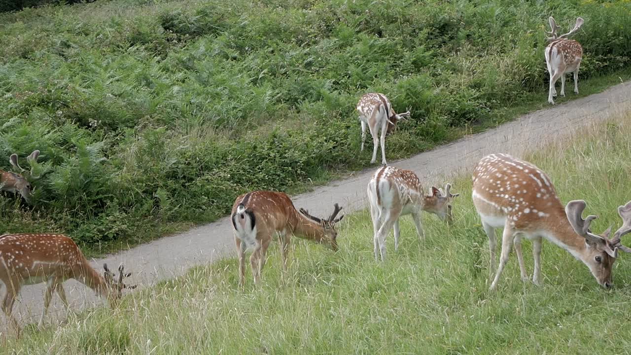 포장된 길을 따라 풀과 덤불을 먹고 있는 휴경 사슴 떼