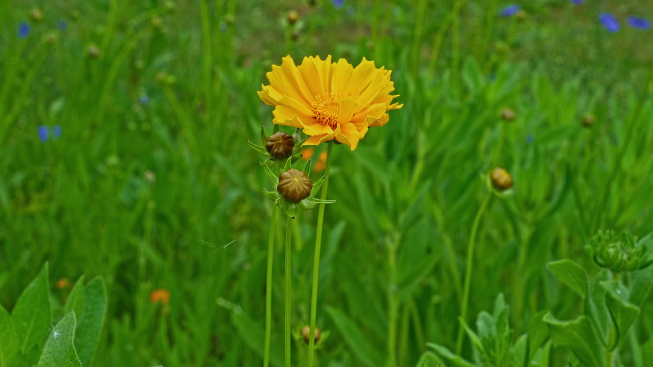 Un singolo fiore selvatico giallo sboccia sopra l'erba verde fresca alla fine della primavera, con boccioli vicini e uno sfondo di prato soffice che evoca una crescita stagionale tranquilla e un rinnovamento.