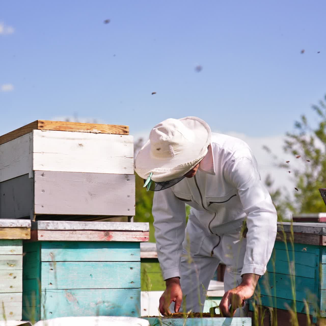 Un uomo sta lavorando nel suo apiario utilizzando strumenti speciali. L’apicoltore si è chinato sull’arnia per controllare i telai al suo interno. Api che sciamano intorno all’agricoltore