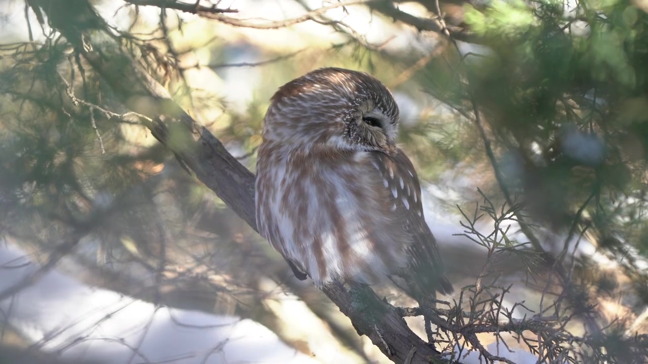 Ein Sägekauz, der friedlich in einem Kiefernbaum an einem kalten Wintertag ruht.