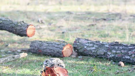 cortando el tronco de un árbol usando una motosierra en pequeños pedazos para obtener madera de pino para la chimenea en un bosque de pinos