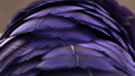 close-up of vibrant purple feathers