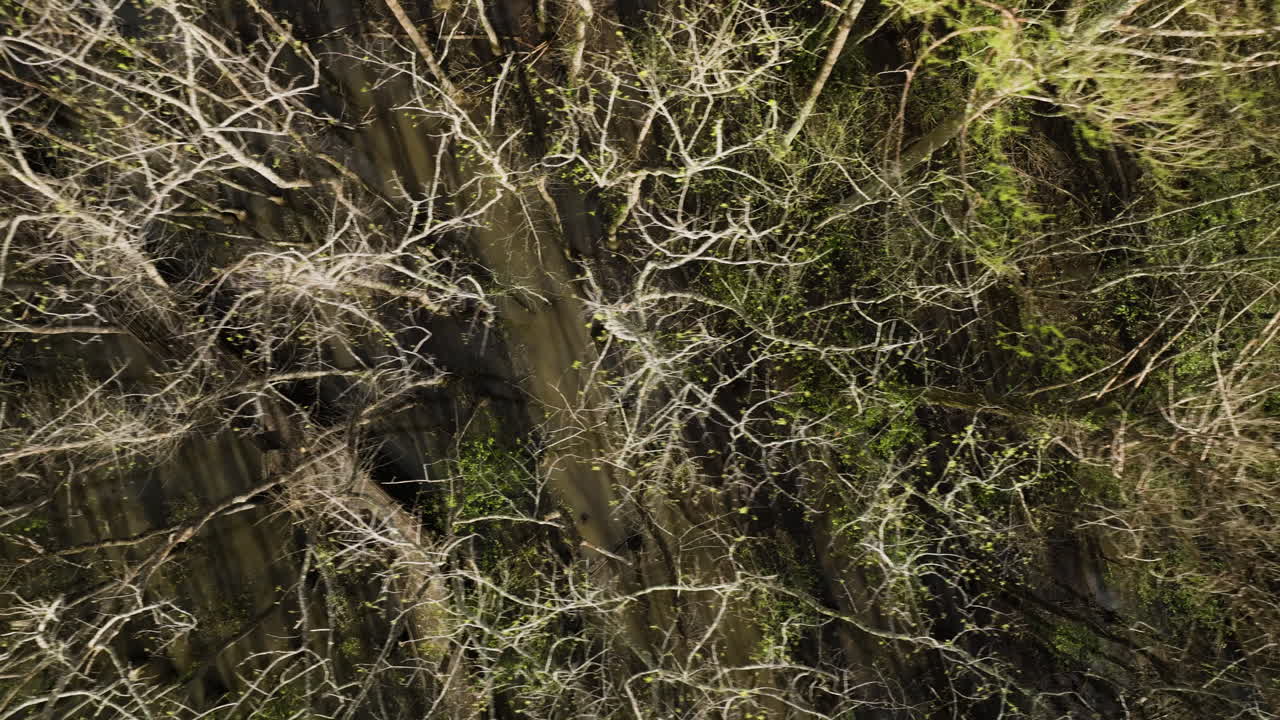The intricate branches of a winter forest in william b