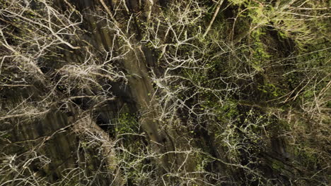 las ramas intrincadas de un bosque de invierno en william b
