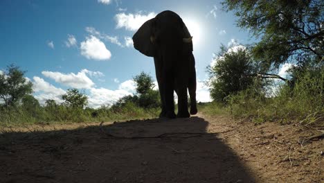 african elephant walking on a path