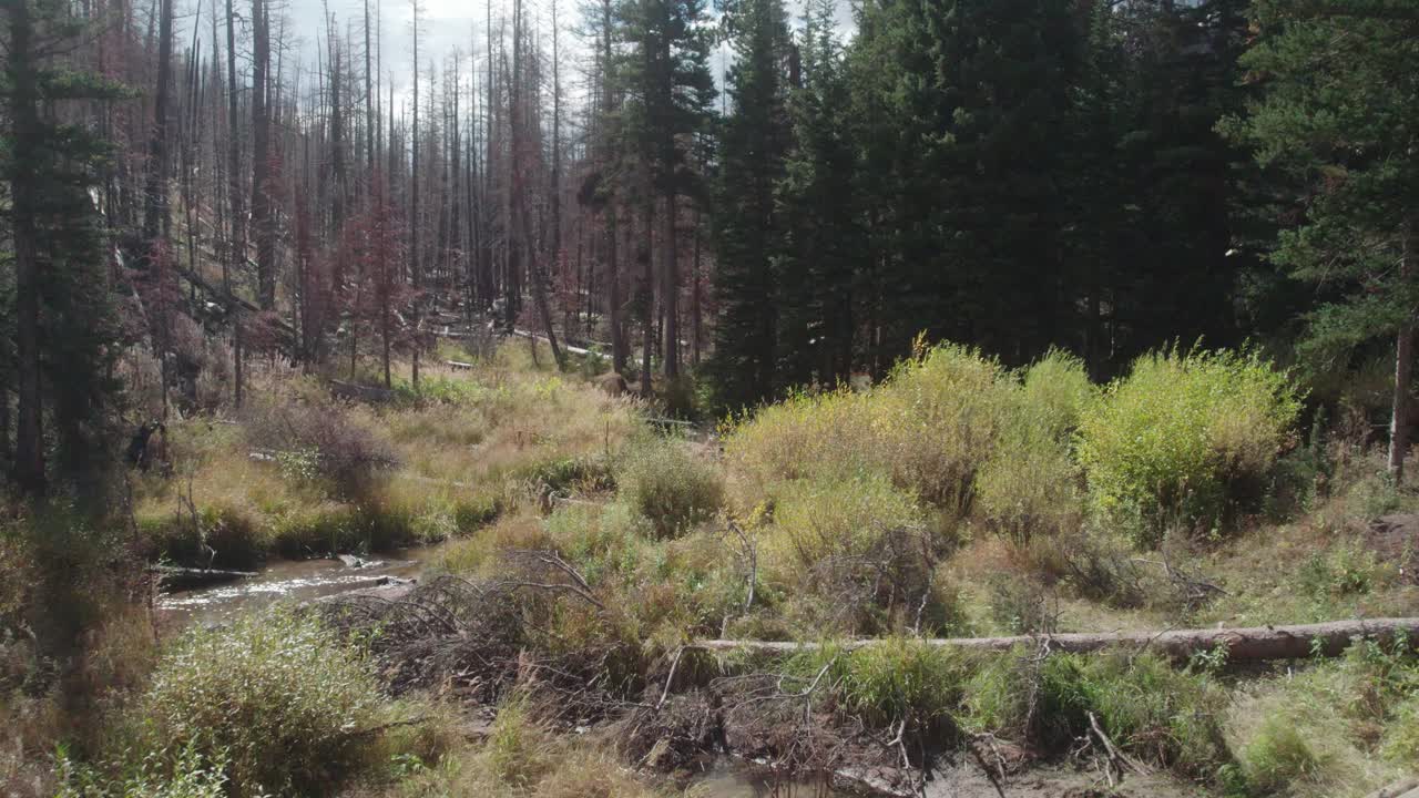 bosque quemado a la izquierda, bosque vivo denso y exuberante a la derecha, drones volando sobre un arroyo de montaña en el medio