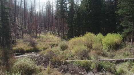 burned forest on left, live dense lush forest on right, drone flying over mountain stream in between