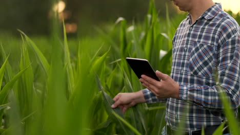 close-up of lens flare: farmer's hands holding a tablet computer and touch and inspect the leaves of the shoots of the future crop sending agronomists to study the gene of modified products. preparation of products for growing on mars.