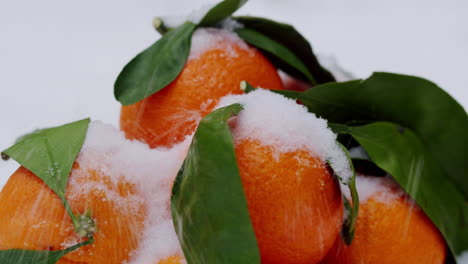 naranjas cubiertas de nieve