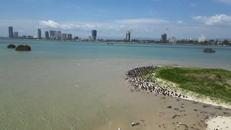 a flock of migratory seabirds rest on a natural sand island close to a urban city skyline