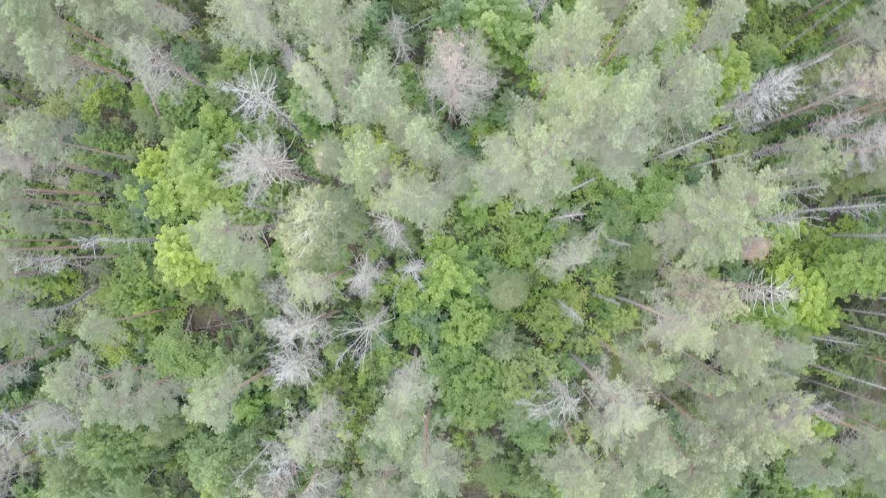 Drone flight looking down over woods