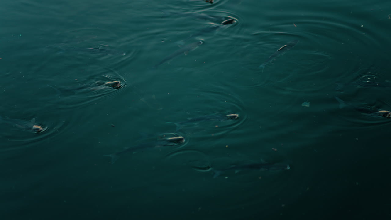 Close up of multiple fish swimming in the Mediterranean sea