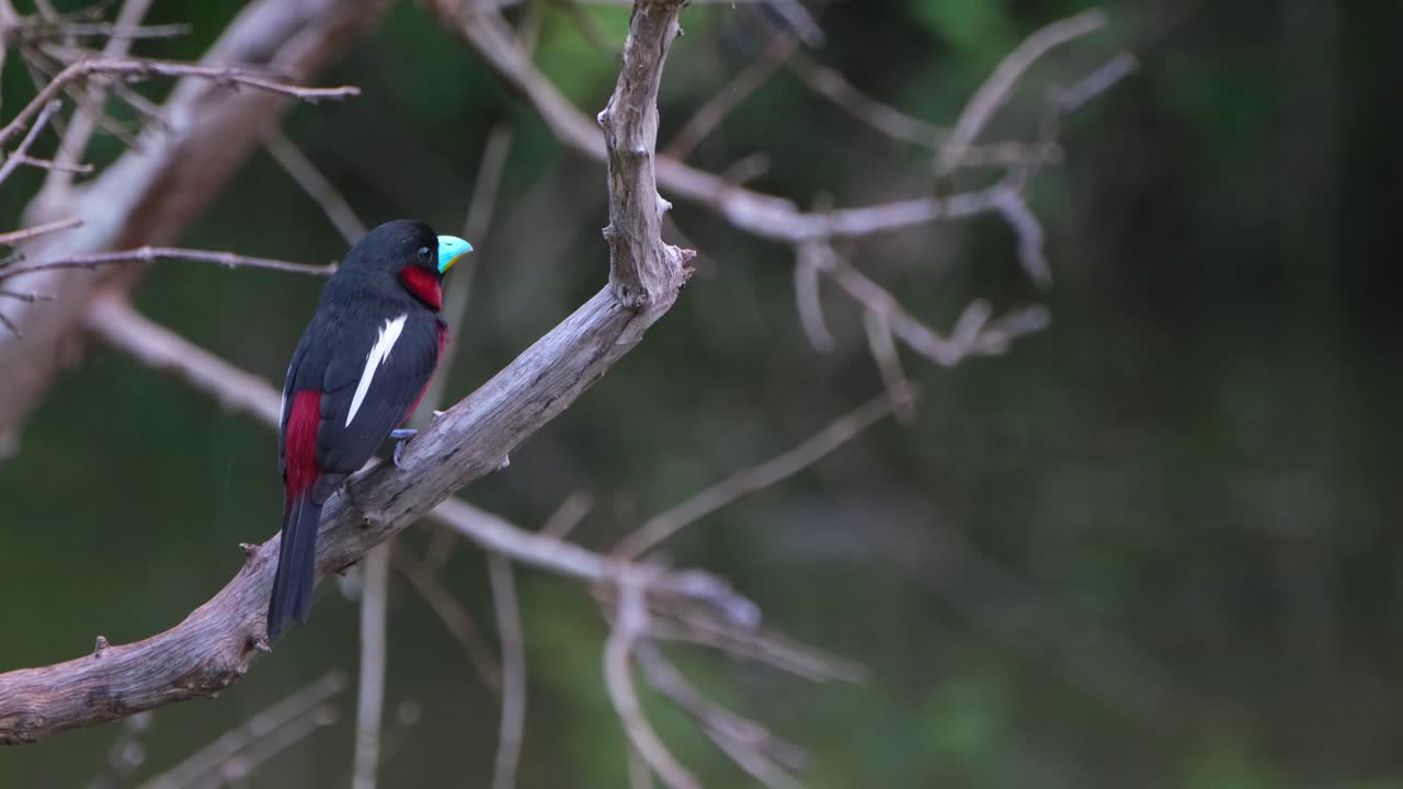 visto desde su lado mirando hacia la derecha y alrededor, pico negro y rojo, cymbirhynchus macrorhynchos, parque nacional kaeng krachan, tailandia