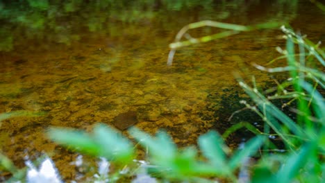 time-lapse-of-tadpoles-tornado-in-lake