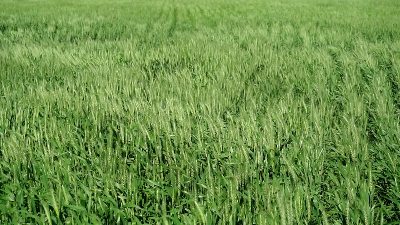 Wide view of a green wheat field in slow motion on a windy day