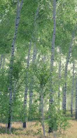 enchanted birch tree forest