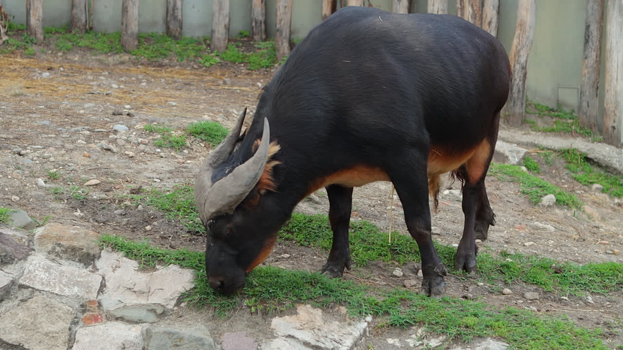 African Forest Buffalo Inside The Wildlife Park. Close-up Shot